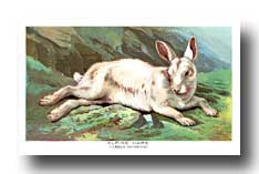 Alpine hare