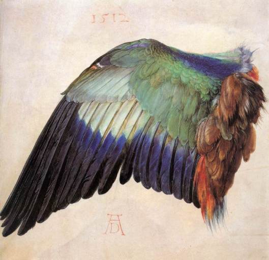 Albrecht_Dürer_-_Wing_of_a_Roller_-_WGA07371