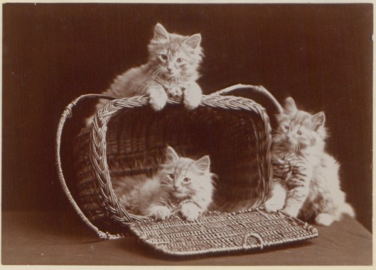 It could be a basket of kittens, Virgo. Ernest J. Rowley 'The Globe Kittens' 1902 {{PD}}