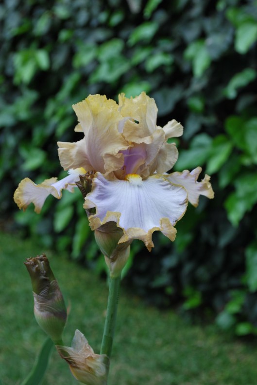 Tall bearded iris 'Soap Opera' (Ghio, 1982) EML RE 32" by Renee C. Fraser Creative Commons Attribution-Share Alike 4.0 International