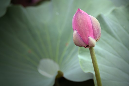 by http://commons.wikimedia.org/wiki/User:RebexArtCreative Commons Attribution-Share Alike 3.0 Unported