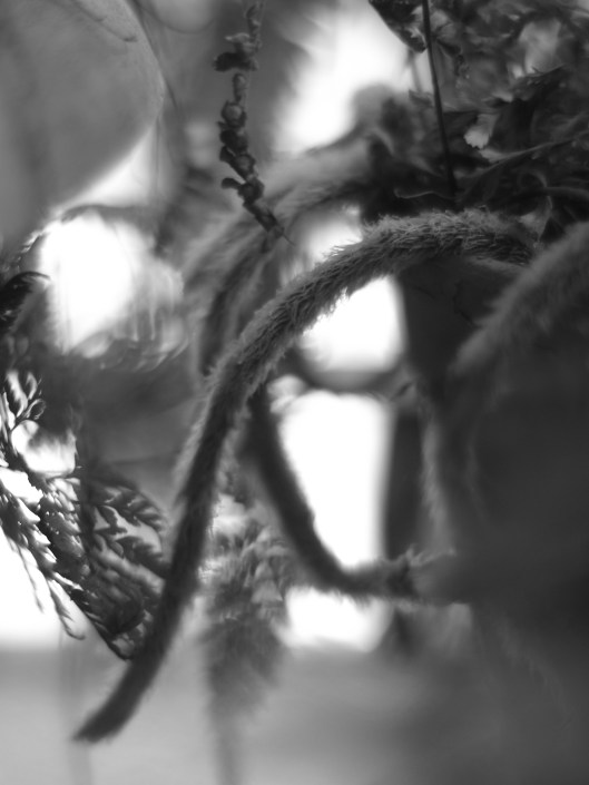 Al helecho Davallia se le llama "Patas de Araña" por sus rizomas. By Chosovi http://commons.wikimedia.org/wiki/User:Chosovi Creative Commons Attribution-Share Alike 3.0 Unported