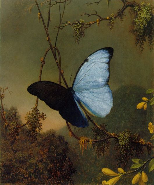 Martin Johnson Heade -'Blue Morpho Butterfly' c1865 {{PD}}