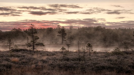 'Mukri bog in the October morning mist' by Amadvr http://commons.wikimedia.org/wiki/User:Amadvr Creative Commons Attribution-ShareAlike 3.0 Estonia