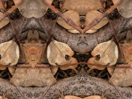 Manipulated Photograph by Geoffrey Benjamin Chew Uploaded by Aboniks No Changes Made - Released under CC BY-SA 2.5