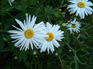 Photo by Julie Demboski All Rights Reserved