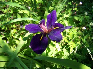 Photo by Julie Demboski All Rights Reserved