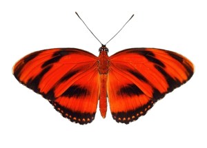 Red butterfly