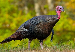 Wild turkey in eastern United States (Meleagris gallopavo) {{PD}}
