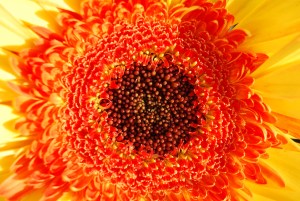 Generously released into the public domain by Beardedman