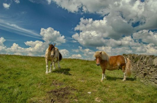 Two ponies on Winter Hill, Bolton, UK 2013 Photo by OZMON CC BY-SA 3.0