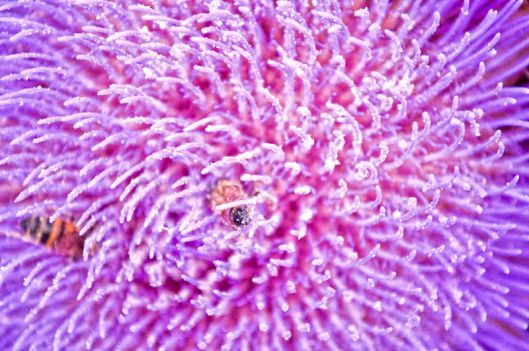 'Bees & Cardoon Flower' Photo By Rod Waddington from Kergunyah, Australia Creative Commons Attribution-Share Alike 2.0 Generic