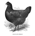 BlackJava_female,_1905