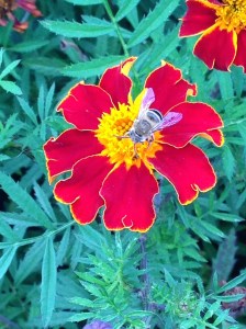  Photo by Saba5555  Creative Commons Attribution-Share Alike 4.0 International