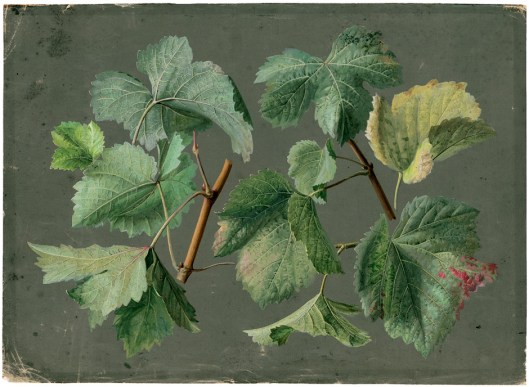 Caroline Frederike Friedrich (attr) Weinlaubzweige late 18th-early 19th century {{PD}}