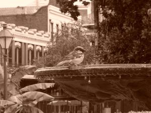 By Clem - Flickr: 2010-06-03 - 100L2154, CC BY-SA 2.0, https://commons.wikimedia.org/w/index.php?curid=19850785