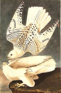 Icelandic Gyrfalcons by James Audubon 1838 {{PD}}