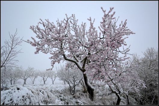 An almond tree, blooming beneath a covering of snow. Photo By Àngela Llop - Own work, CC BY-SA 3.0, https://commons.wikimedia.org/w/index.php?curid=25355619
