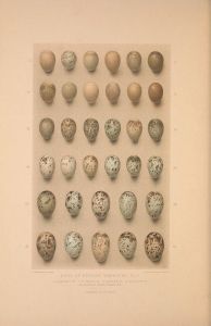 Eggs of the British warblers. {{PD}}